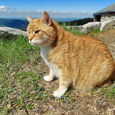 Schronisko Pttk Hala Szrenicka Vandrarhem