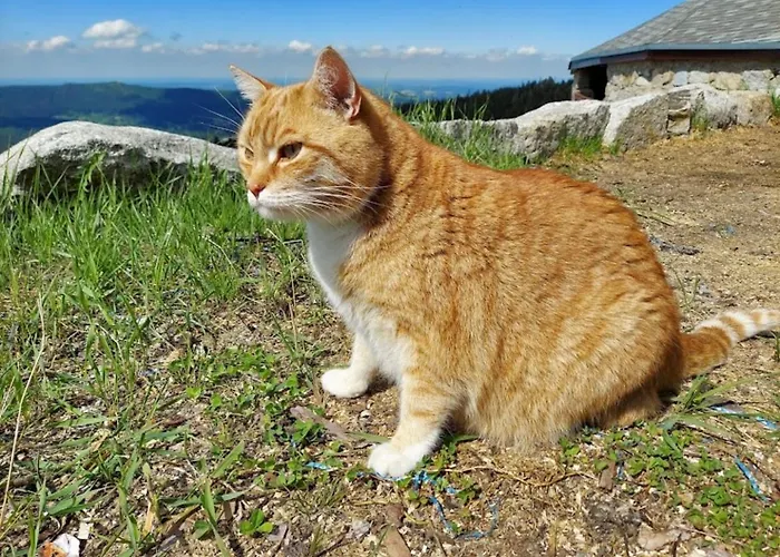 Schronisko Pttk Hala Szrenicka Albergue